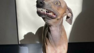 Illustration : 16 photos loufoques de chiens pour lesquels la s&eacute;ance photo ne s&rsquo;est pas tout &agrave; fait pass&eacute;e comme pr&eacute;vu