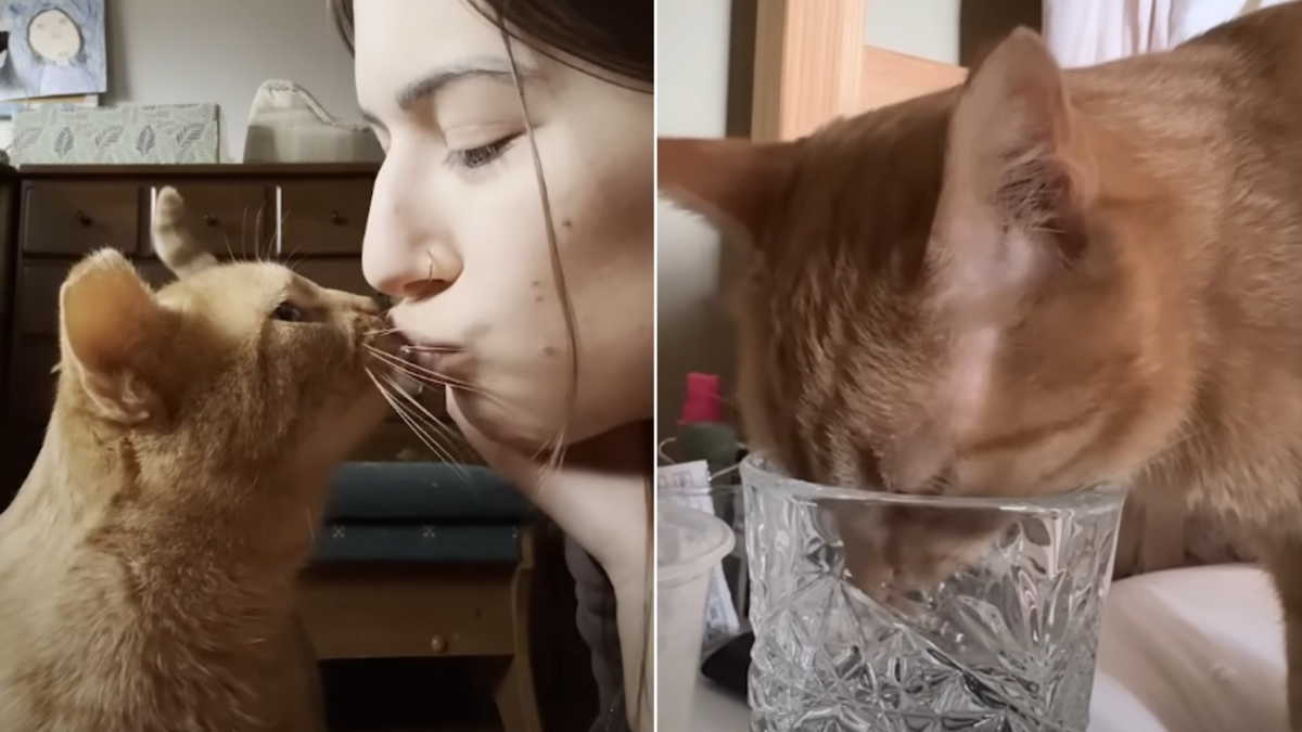 Illustration : "Cette chatte sauvée de l'errance révèle une passion pour les verres d'eau, qu'elle préfère même aux friandises"