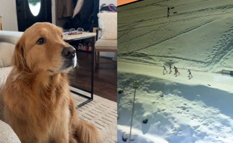 Ce chien qui regardait les JO d'hiver à la télé se découvre une passion pour le ski et ne peut plus se détourner de l'écran (vidéo)