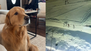 Illustration : Ce chien qui regardait les JO d'hiver à la télé se découvre une passion pour le ski et ne peut plus se détourner de l'écran (vidéo)