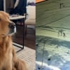Illustration : Ce chien qui regardait les JO d'hiver &agrave; la t&eacute;l&eacute; se d&eacute;couvre une passion pour le ski et ne peut plus se d&eacute;tourner de l'&eacute;cran (vid&eacute;o)