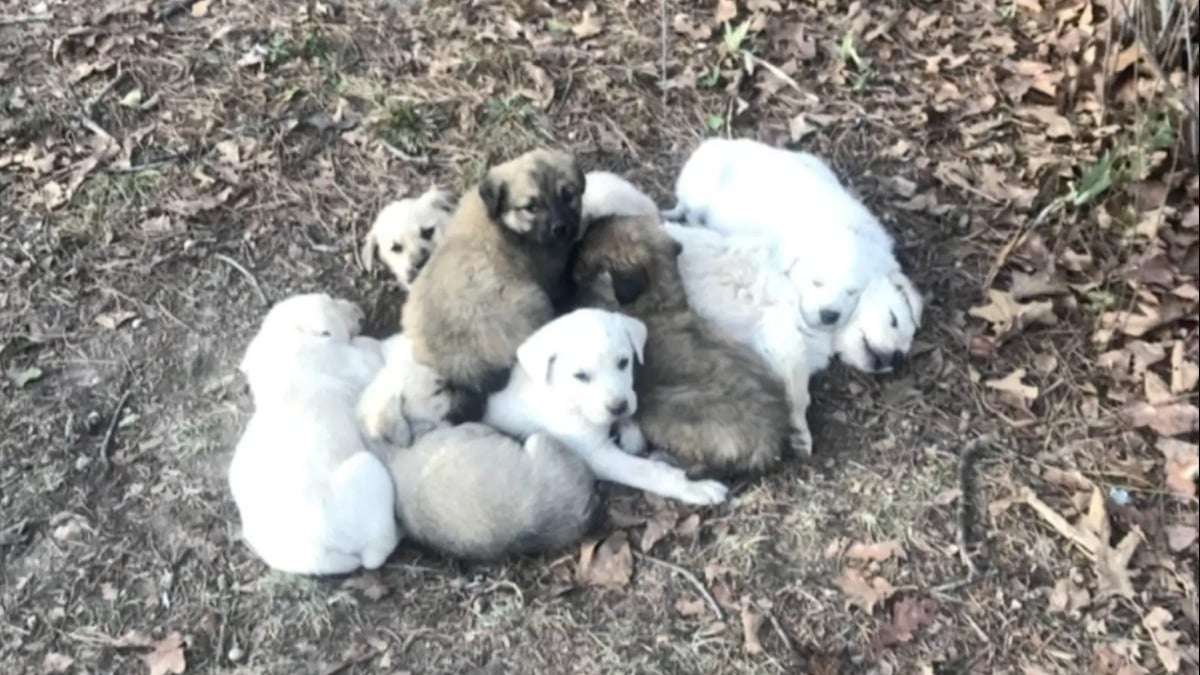 Illustration : "Grâce à un automobiliste, 8 chiots nommés comme les personnages de « Hunger Games » échappent de peu à une tempête de neige"