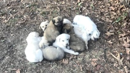 Illustration : Gr&acirc;ce &agrave; un automobiliste, 8 chiots nomm&eacute;s comme les personnages de &laquo; Hunger Games &raquo; &eacute;chappent de peu &agrave; une temp&ecirc;te de neige