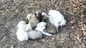 Illustration : Gr&acirc;ce &agrave; un automobiliste, 8 chiots nomm&eacute;s comme les personnages de &laquo; Hunger Games &raquo; &eacute;chappent de peu &agrave; une temp&ecirc;te de neige