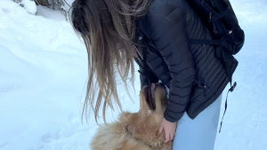 Illustration : « Trop mignon ! », ce Golden Retriever s’assure que chaque marcheur reçoit de l’attention et égaye leur randonnée (vidéo)