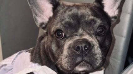 Illustration : La famille d'un chiot disparu lors d'un cambriolage retient son souffle pendant 2 mois et reste suspendue aux nouvelles de la police