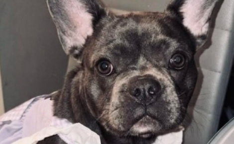 La famille d'un chiot disparu lors d'un cambriolage retient son souffle pendant 2 mois et reste suspendue aux nouvelles de la police