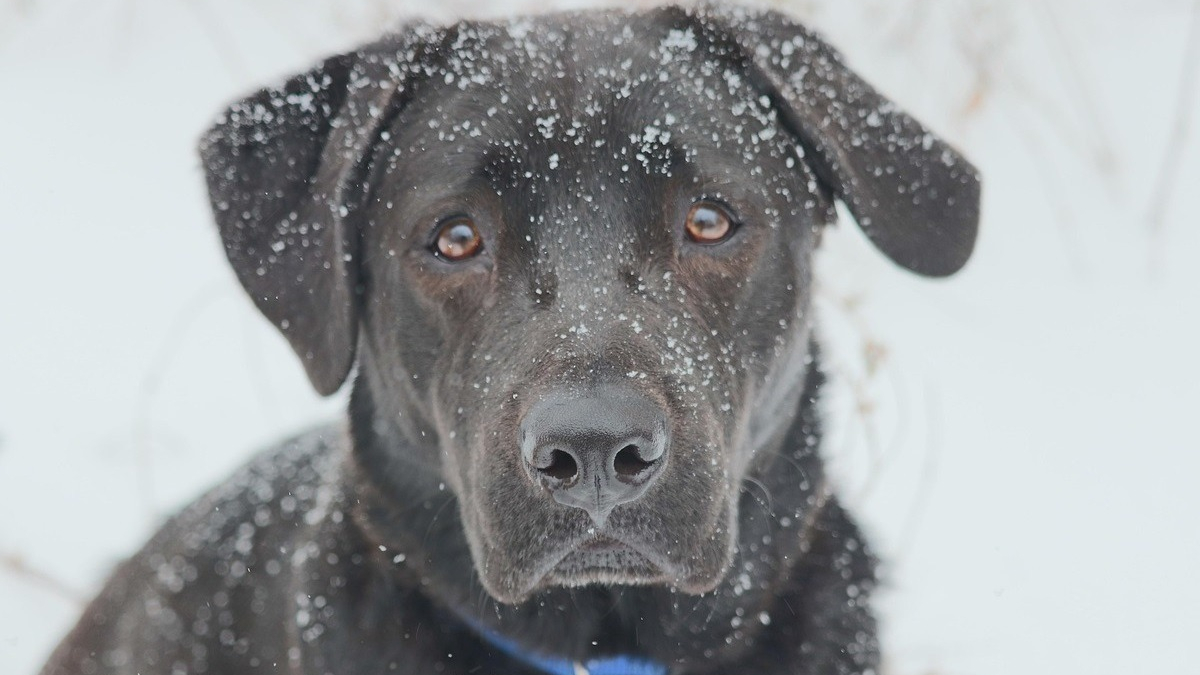 Illustration : "Incapables de soulever leur chienne Labrador tombée dans la neige ces retraités et leur protégée sont secourus par un policier"