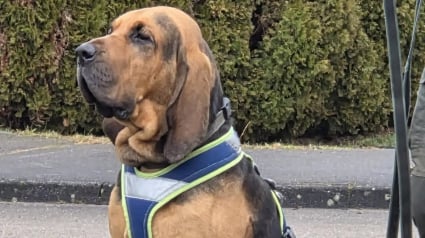 Illustration : Un chien pisteur de la gendarmerie sauve un adolescent diab&eacute;tique disparu en pleine nuit dans la for&ecirc;t