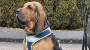 Illustration : Un chien pisteur de la gendarmerie sauve un adolescent diab&eacute;tique disparu en pleine nuit dans la for&ecirc;t