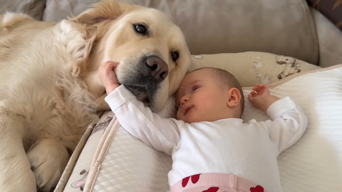 Illustration : "« La meilleure sœur du monde ! », parfaitement immobile, cette patiente chienne Golden Retriever se laisse tendrement caresser par un bébé fasciné (vidéo)"
