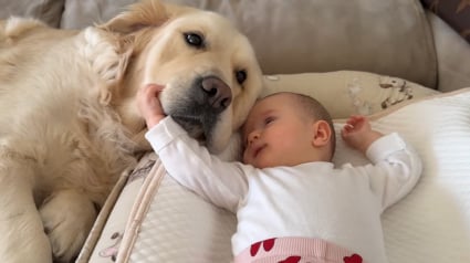 Illustration : &laquo; La meilleure s&oelig;ur du monde ! &raquo;, parfaitement immobile, cette patiente chienne Golden Retriever se laisse tendrement caresser par un b&eacute;b&eacute; fascin&eacute; (vid&eacute;o)