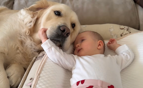 « La meilleure sœur du monde ! », parfaitement immobile, cette patiente chienne Golden Retriever se laisse tendrement caresser par un bébé fasciné (vidéo)
