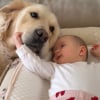 Illustration : &laquo; La meilleure s&oelig;ur du monde ! &raquo;, parfaitement immobile, cette patiente chienne Golden Retriever se laisse tendrement caresser par un b&eacute;b&eacute; fascin&eacute; (vid&eacute;o)