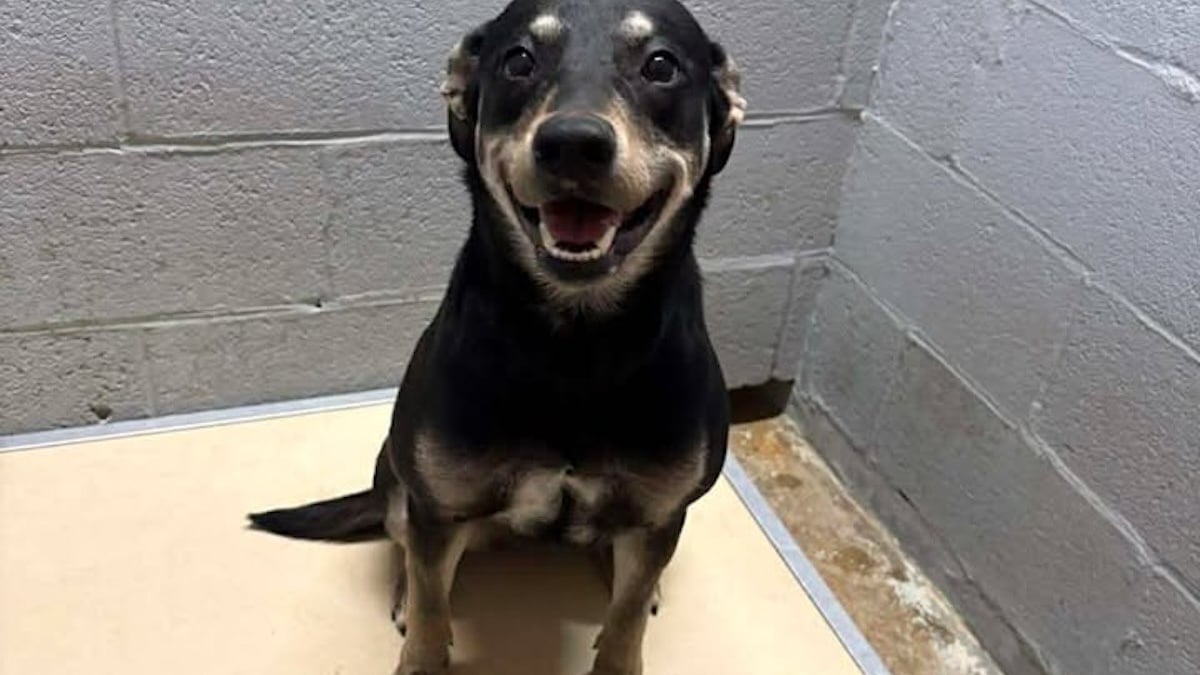 Illustration : "Stressée par la vie au refuge, cette chienne affiche son plus beau sourire pour attirer l’attention des adoptants potentiels"