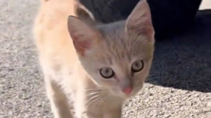 Illustration : Un chaton affam&eacute; est recueilli par un facteur qui en fait son &laquo; stagiaire &raquo;, lui apprenant les ficelles du m&eacute;tier (vid&eacute;o)