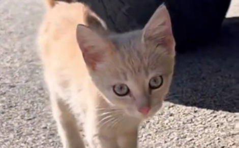 Un chaton affamé est recueilli par un facteur qui en fait son « stagiaire », lui apprenant les ficelles du métier (vidéo)