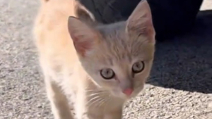 Illustration : Un chaton affamé est recueilli par un facteur qui en fait son « stagiaire », lui apprenant les ficelles du métier (vidéo)