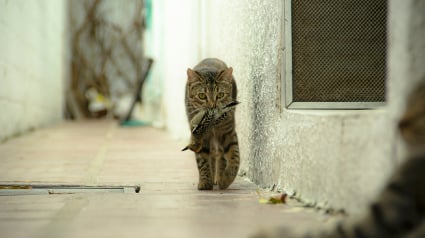 Illustration : Face &agrave; l&rsquo;impact de la surpopulation f&eacute;line sur la biodiversit&eacute;, la SPA propose des solutions concr&egrave;tes pour une cohabitation harmonieuse