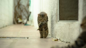 Illustration : Face &agrave; l&rsquo;impact de la surpopulation f&eacute;line sur la biodiversit&eacute;, la SPA propose des solutions concr&egrave;tes pour une cohabitation harmonieuse