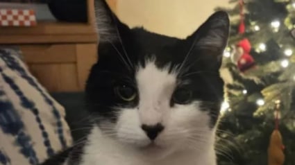 Illustration : Apr&egrave;s avoir &eacute;t&eacute; enlev&eacute; par une inconnue, le chat ador&eacute; d&rsquo;une station de m&eacute;tro est retrouv&eacute; sain et sauf au soulagement g&eacute;n&eacute;ral