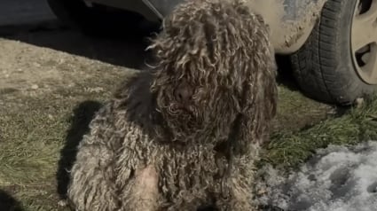 Illustration : &laquo; Elle me faisait penser &agrave; un mouton &raquo;, il d&eacute;couvre un animal encha&icirc;n&eacute; et r&eacute;alise qu&rsquo;il s&rsquo;agit d&rsquo;une chienne gravement n&eacute;glig&eacute;e (vid&eacute;o)