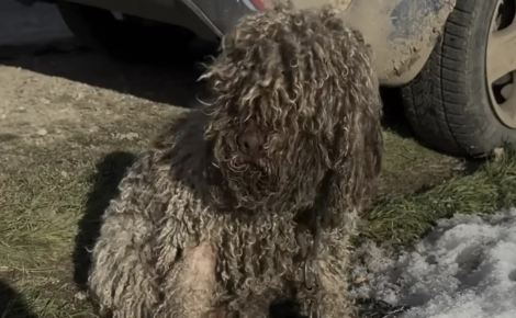 « Elle me faisait penser à un mouton », il découvre un animal enchaîné et réalise qu’il s’agit d’une chienne gravement négligée (vidéo)