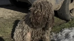 Illustration : &laquo; Elle me faisait penser &agrave; un mouton &raquo;, il d&eacute;couvre un animal encha&icirc;n&eacute; et r&eacute;alise qu&rsquo;il s&rsquo;agit d&rsquo;une chienne gravement n&eacute;glig&eacute;e (vid&eacute;o)