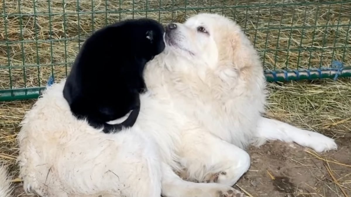 Illustration : "« Ils sont inséparables », une petite chatte offre un massage bien mérité à son frère canin après sa nuit de garde (vidéo)"