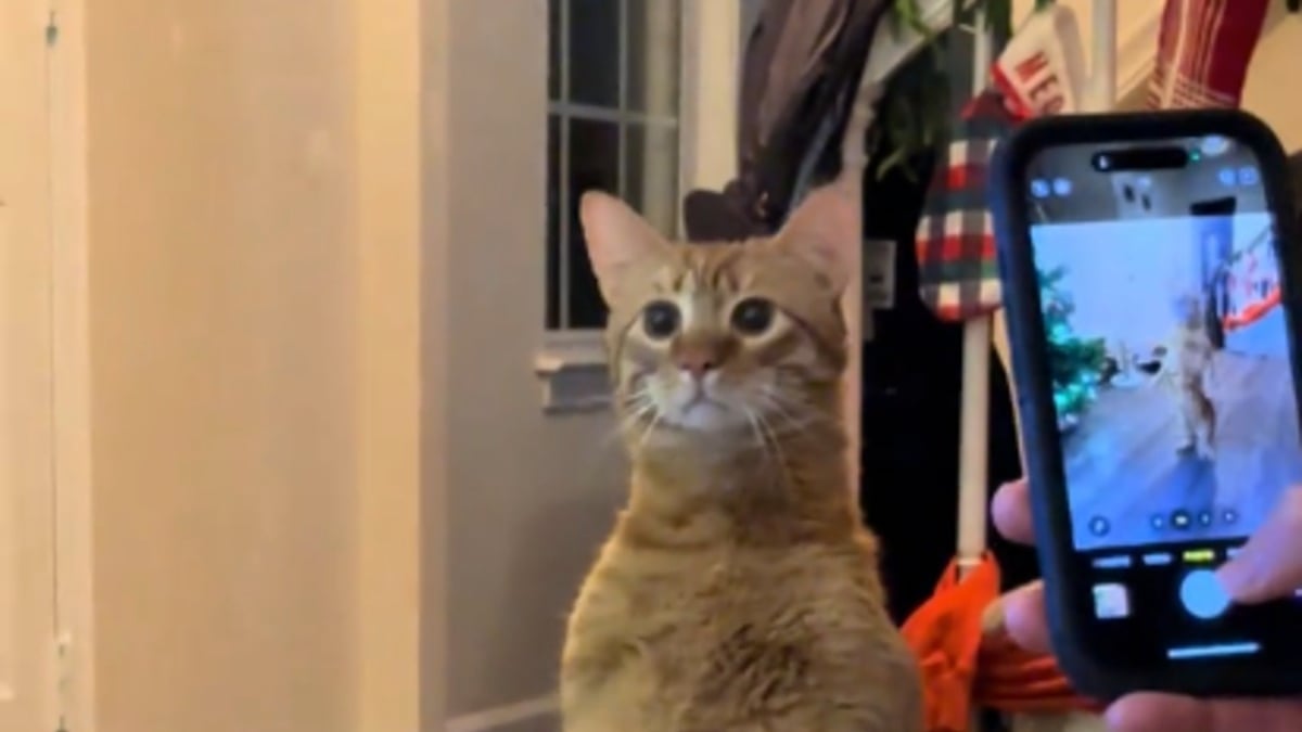 Illustration : "« Mon chat se transforme », les propriétaires d'un félin roux rient aux éclats en découvrant la nouvelle posture de suricate (vidéo) "