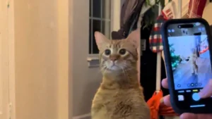 Illustration : « Mon chat se transforme », les propriétaires d'un félin roux rient aux éclats en découvrant la nouvelle posture de suricate (vidéo) 