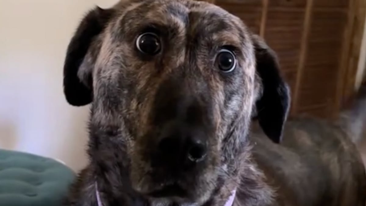 Illustration : "Atteinte d’un trouble neurologique, une chienne se réveille dans la joie et la bonne humeur en piétinant maladroitement dans toute la chambre (vidéo)"