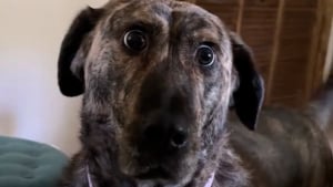 Illustration : Atteinte d’un trouble neurologique, une chienne se réveille dans la joie et la bonne humeur en piétinant maladroitement dans toute la chambre (vidéo)