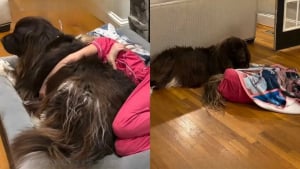 Illustration : « Son enfant est resté à la maison, malade », un gentil Terre-Neuve fait de son mieux pour réconforter sa petite maîtresse souffrante (vidéo)