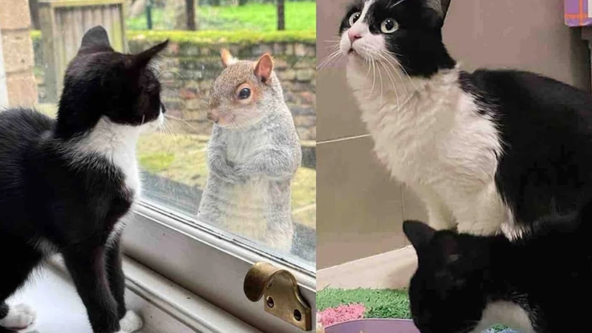 Illustration : "Ayant tout donné pour son chaton, une chatte Tuxedo épuisée obtient l'aide dont elle a besoin en se rendant dans la cour d'une maison"