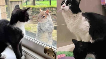 Illustration : Ayant tout donn&eacute; pour son chaton, une chatte Tuxedo &eacute;puis&eacute;e obtient l'aide dont elle a besoin en se rendant dans la cour d'une maison