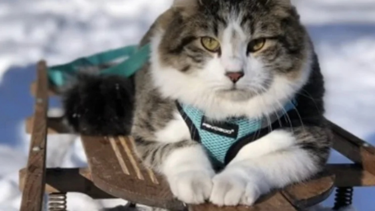 Illustration : "Bien au chaud dans son sac de transport ce chat Maine Coon dévale les pistes enneigées en luge avec son propriétaire (vidéo)"