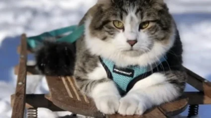 Illustration : Bien au chaud dans son sac de transport ce chat Maine Coon d&eacute;vale les pistes enneig&eacute;es en luge avec son propri&eacute;taire (vid&eacute;o)