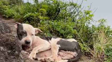 Illustration : &laquo; J&rsquo;ai mal aux bras, mais mon c&oelig;ur est rempli de joie &raquo;, un ultra-marathonien assure le sauvetage intense d&rsquo;une chienne coinc&eacute;e entre 2 falaises