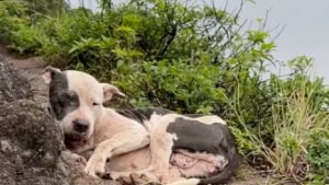 Illustration : &laquo; J&rsquo;ai mal aux bras, mais mon c&oelig;ur est rempli de joie &raquo;, un ultra-marathonien assure le sauvetage intense d&rsquo;une chienne coinc&eacute;e entre 2 falaises