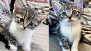 Illustration : Portés par une « envie de vivre », ces chatons anciennement errants se battent pour surmonter un retard important de croissance 