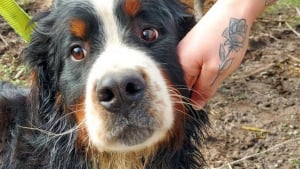 Illustration : Film&eacute; lors de son abandon au bord de la route dans la Somme, ce Bouvier Bernois est enfin secouru apr&egrave;s une semaine d'errance