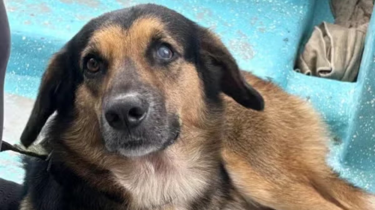 Illustration : "Secouru in extremis dans la dangereuse jungle du Costa Rica ce chien très malade trouve enfin sa famille d'adoption"