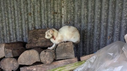 Illustration : Trouv&eacute;e bless&eacute;e, amaigrie et affam&eacute;e, cette chatte sauv&eacute;e par un refuge attend de trouver sa famille pour la vie