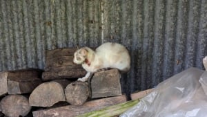 Illustration : Trouv&eacute;e bless&eacute;e, amaigrie et affam&eacute;e, cette chatte sauv&eacute;e par un refuge attend de trouver sa famille pour la vie