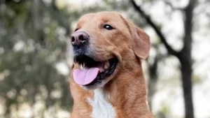 Illustration : Après avoir flairé le cancer de son maître ce chien croisé Labrador détecte le cancer du sein de sa maîtresse