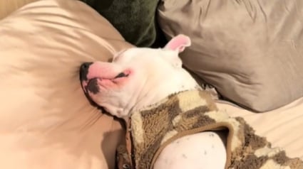 Illustration : Sauv&eacute; d&rsquo;un refuge, ce chien sourd a patient&eacute; en famille d&rsquo;accueil avant de trouver son foyer permanent gr&acirc;ce &agrave; une vid&eacute;o sur TikTok (vid&eacute;o)