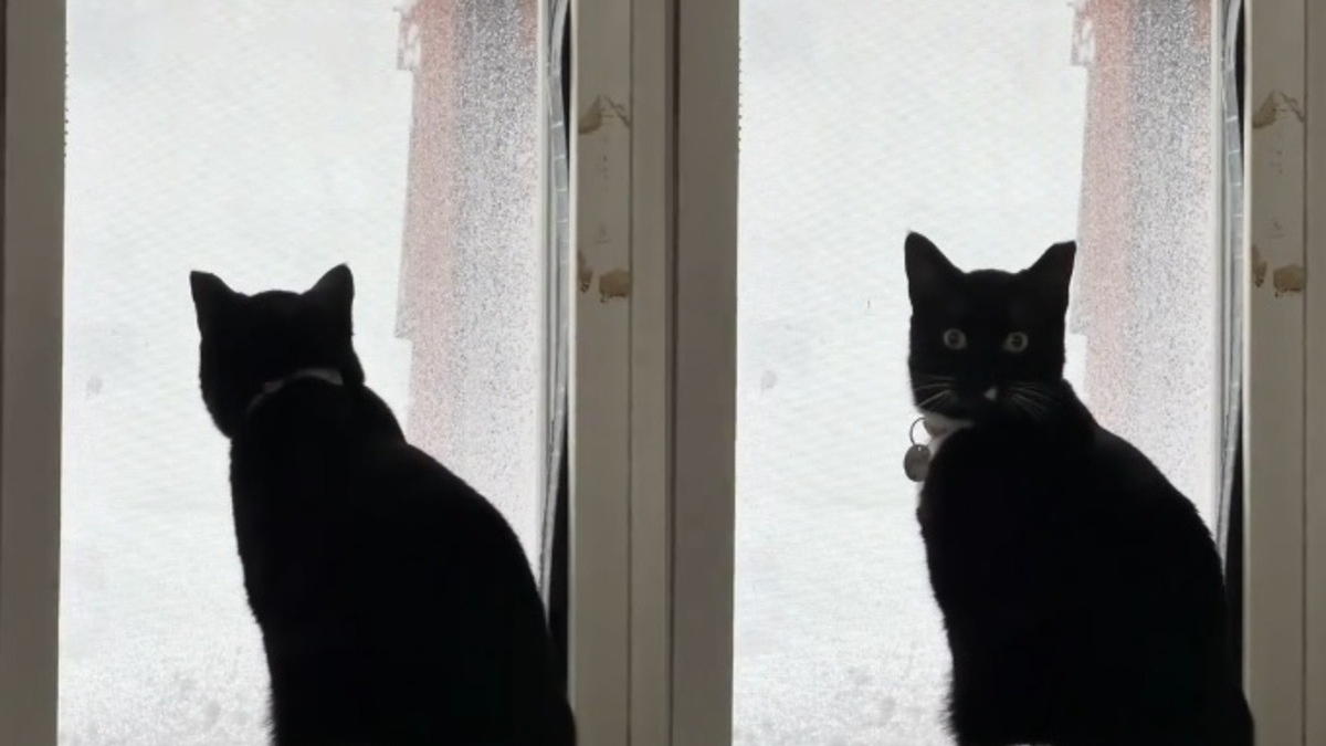 Illustration : "La réaction hilarante d'un chat récemment adopté qui découvre la neige après avoir passé toute sa vie au soleil (vidéo)"