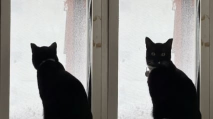 Illustration : La r&eacute;action hilarante d'un chat r&eacute;cemment adopt&eacute; qui d&eacute;couvre la neige apr&egrave;s avoir pass&eacute; toute sa vie au soleil (vid&eacute;o)