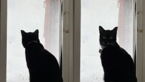 Illustration : La réaction hilarante d'un chat récemment adopté qui découvre la neige après avoir passé toute sa vie au soleil (vidéo)
